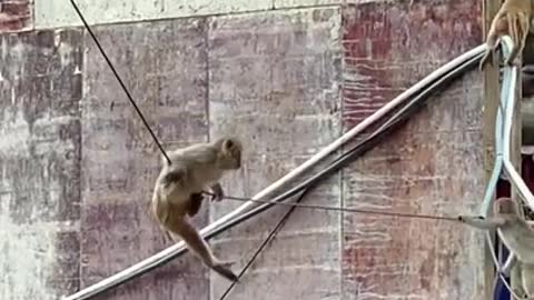 Monkey China & Funny Love monkey| Animals Love