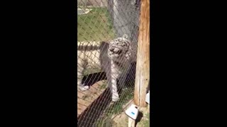 White Tiger Terrifies Onlookers With Roar