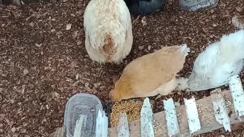 Chickens eating some foods