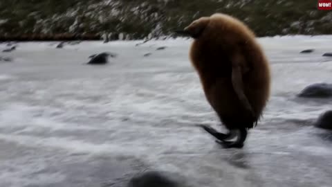 Cute Baby Sloth Taking First Steps | Jaw-dropping Compilation