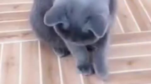 Funny cat montage will make you laugh out loud -cats