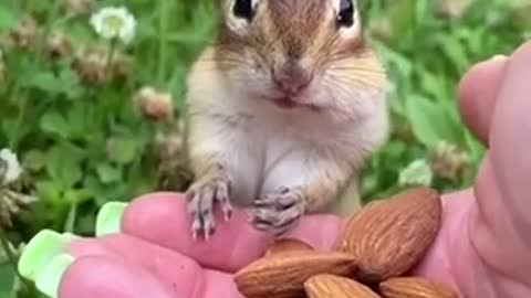 Squirrel Eats almonds how beautiful it is