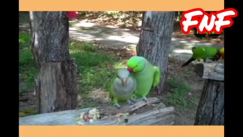 Talking birds.. Million views viral video...