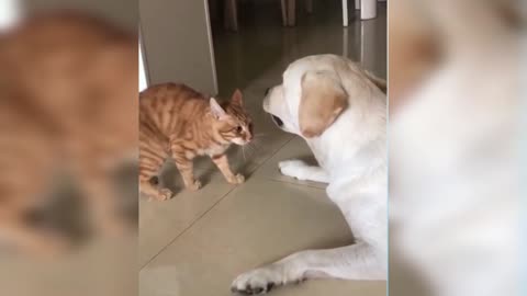 the cat who wants to play with the dog but is not in the mood