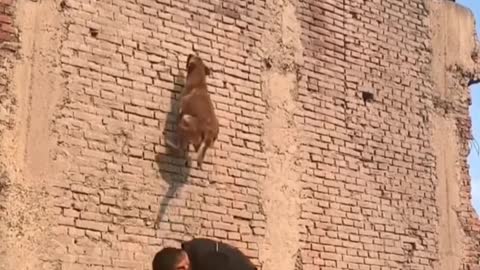The Best Malinois dog jumping and climbing walls and trees video