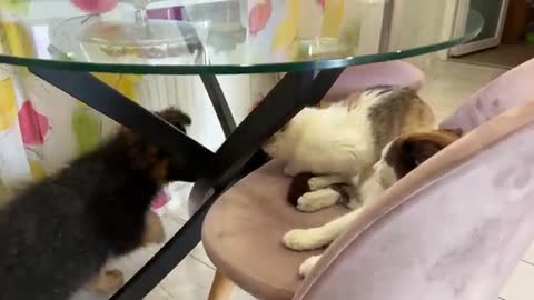 German Shepherd Puppy Reacts to Cats