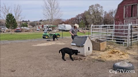 Graham Family Farm: Cattle Panel Temp Pig Pen