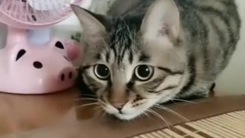 short cute cat video :)