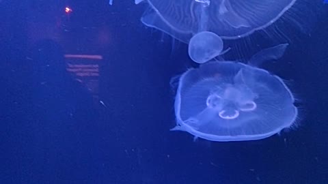 jellyfish In water...