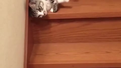 Funny lazy cat slides down the stairs 😂