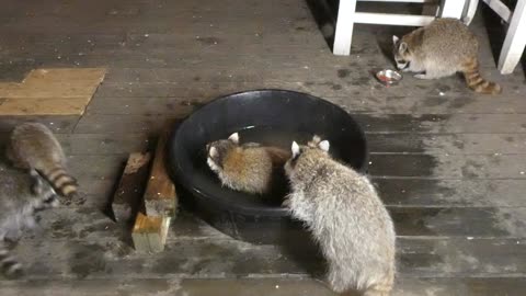 Baby Raccoons Play in Water Trough