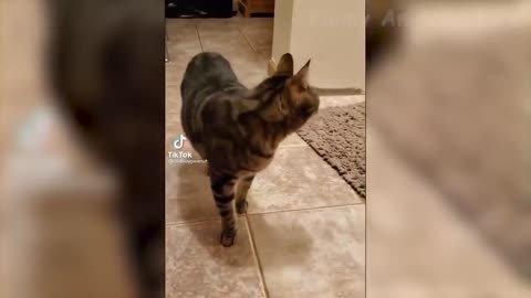 Weekly Funny Cats And Dogs Videos - Try Not To Laugh