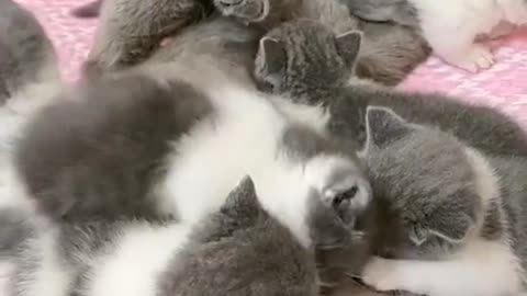 Funny and Cute Cat Baby