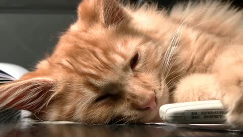 Cute Baby Cat Sleeping In Very Cute Manner, That Will Amaze You