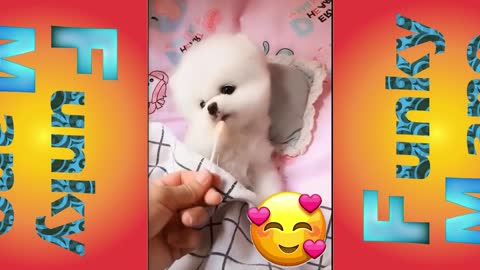 Cute Puppy Is Licking A Lollipop