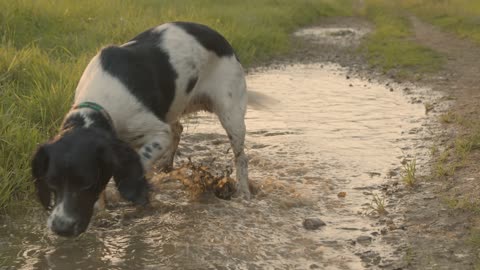 Shot dog playing in puddle