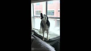 Tone deaf husky howls along to music