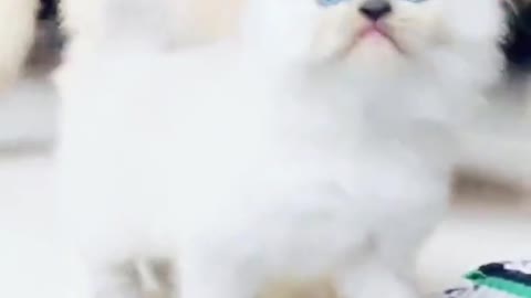 Cute Persian cat saying meow😻
