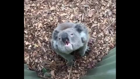 Have you ever heard the strange sound of a koala