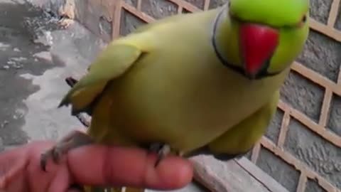 Talking parrot in my village in pakistan