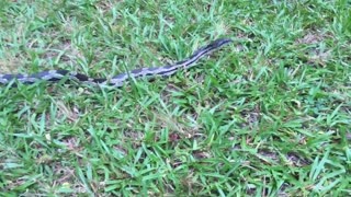 Angry Snake Lunges At Woman's Camera After She Touches Its Tail