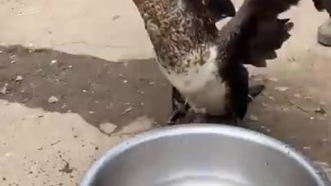Great cormorant eats the whole fish instantly