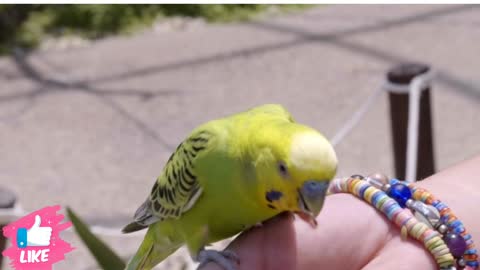 look how beautiful birds eat food