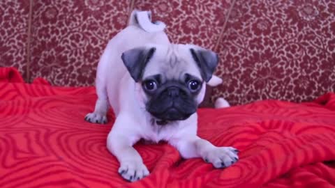 Baby-- Pug Carlos barking