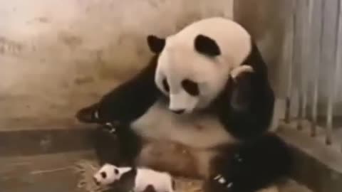 Cute ❤️Baby panda funny video 😁😂😂