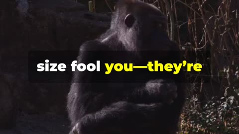 What is the Surprising Reality of Gorillas ?