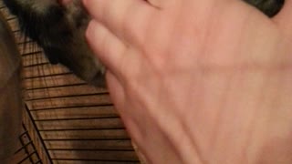 petting chinchilla