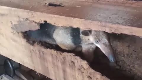Anteater Found In Lumber