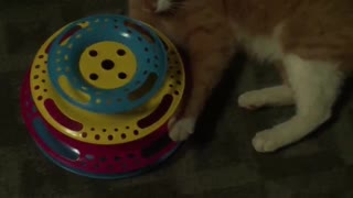 My playful ginger cat