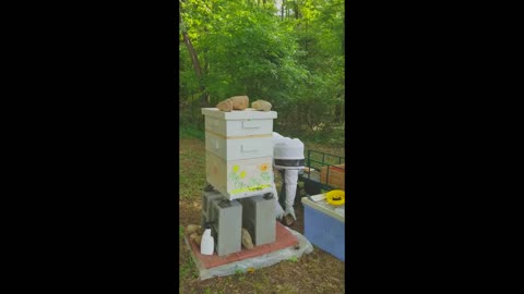 The Frank Bee Hive, the 14 day check on the bees