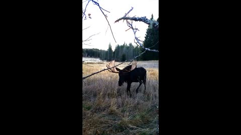 Giant Idaho Bull Moose