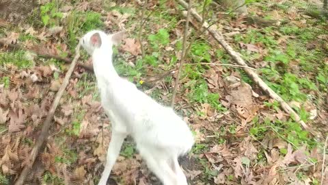 Pure White Newborn Fawn