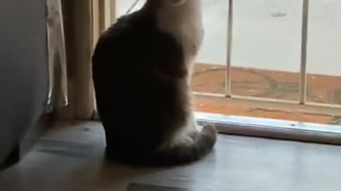 Funny and cute cats will make you laugh all day long🤣🤣 funny cats