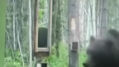 📢📺 A Grizzly bear🐻saw itself in a mirror for the first time😳#shorts