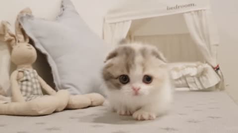 Cute Munchkin kitten playing alone