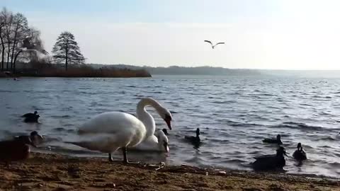Beautiful Swans and Lake