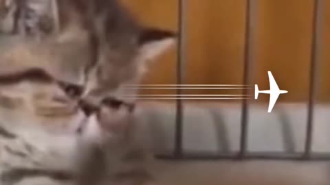 Funny 🤣 cat come down through steps funny way
