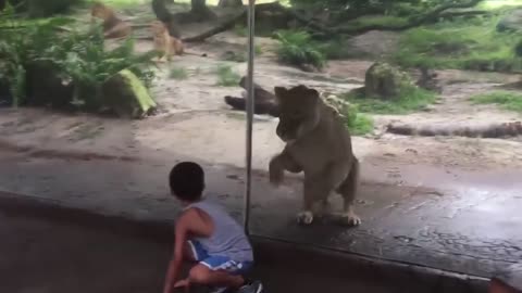 have to have the courage to play with animals