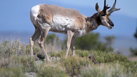 Pronghorn eating cactus