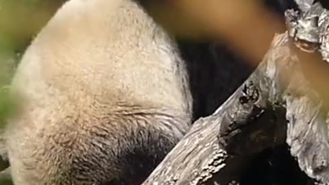 Gaint Panda Animals Videos For Kids