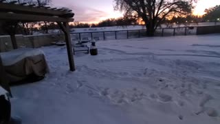 Dogs Deal with Snow in Different Ways