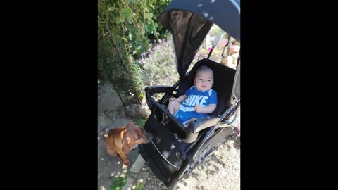 9 Week Old Nike Tyke With His 11 Week Old Rhodesian Ridgeback