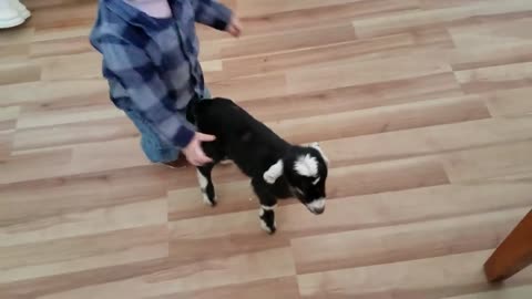 Baby_and_Baby_Goats \video '' 2021