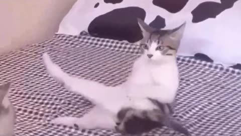 Funny Cheating Cat