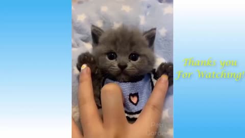 Funny and Cute Cat's Life 😺 Cats and Owners are the best friends Videos 2021