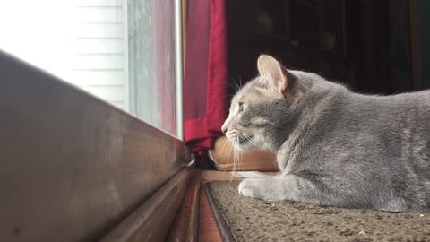 Hilarious Cat Mumbles To Himself While Hunting Birds On The Patio